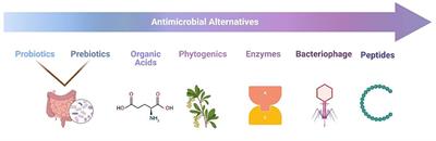 Editorial: Antimicrobials alternatives for the prevention and treatment of veterinary infectious diseases